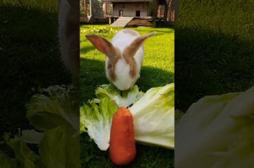 #cute #rabbit #cutebunny #cuteanimals #bunny #shortvideo #rabbitbreeds #pet #mycuterabbit #petbunny
