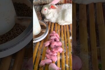 Cute rabbit kits - Baby rabbit growing up day by day #rabbit #bunny #shortvideo #shorts