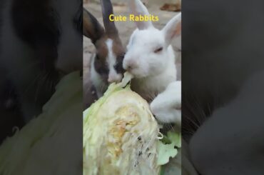 Cute Rabbits #cuteanimal #bunny #mycuterabbit #cutepet #cute #cutebunny #pets #cuterabbit #rabbits