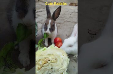 Cute Rabbits  #cuteanimal #bunny #mycuterabbit #cutepet #cutebunny #pets #cuterabbit #mycuterabbit
