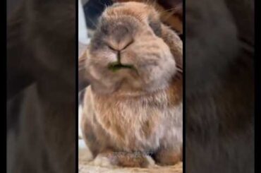 cute Rabbit bunny eating vegetables.Cute Pet Debut Plan#cute #rabbit #bunny #funny #funnyrabbit
