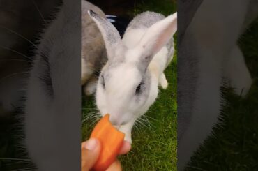 #rabbit #cute #bunny #cuteanimals #animals #shortvideo #rabbitbreeds #pet #petbunny #mycuterabbit