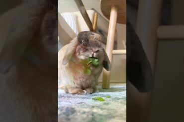Cute rabbit eats cabbage cute bunny cute rabbit, Cute Pet Debut Plan #cutebunny #bunny#cute