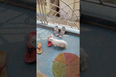 cute baby rabbit #baby #cute #rabbit #shortvideo #viralvideo #youtubeshorts #shorts #song