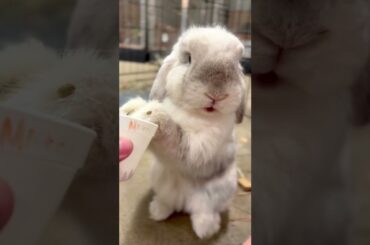 Cute Bunny - Cincinnati Zoo #shorts