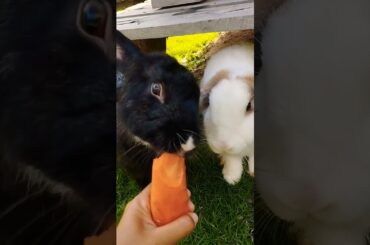 #cute #petrabbit #rabbit #rabbite #bunny #animals #houserabbit #cuteanimals #shortvideo