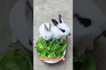 Cute Rabbit loves green leaves | Cute Bunny sarso k patta kha rhy hain #viralvideo #cutepet #cute
