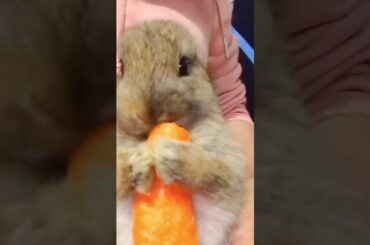 Omg Cute Rabbit #amazing #cute #rabbit #wonderful #shorts