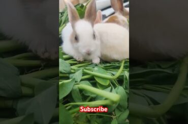 cute rabbit #animals #viralvideo #shortvideo
