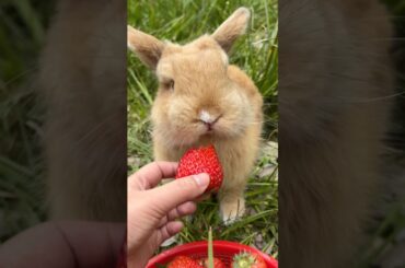 #rabbit #mycuterabbit #cute #bunny #pets #cuteanimals #animals #funny