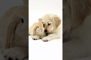 Cute Puppy and Little Rabbit #kitten #rabbit