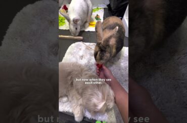 Dog Raised By Bunnies Thinks He's One Of Them | The Dodo