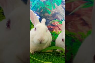 #rabbit #petrabbit #cute #bunny #houserabbit #animals #funny #rabbitlife #rabbitbreeds #cuteanimal