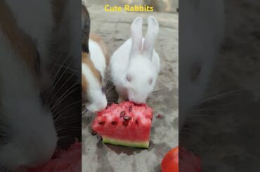 Cute Rabbits #cuteanimal #cute #mycuterabbit #cutepet #funny #cutebunny #funny #anmals #bunny