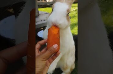 #rabbit #cute #animals #bunny #cutebunny #shortvideo #rabbitbreeds #pet #mycuterabbit #petbunny