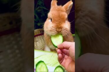 Adorable Bunny Enjoy a Colorful Fruit and Veggie Feast! | Rabbit Quick 007 #cute   #bunny  #ASMR