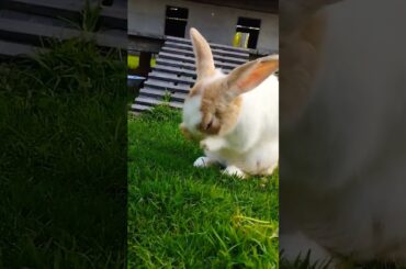 cute rabbit #shortvideo #bunny #rabbit #cutebunny #pets #animals #shortvideo #rabbitbreeds #pet