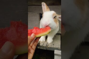 #rabbit #cute #bunny #animals #cutebunny #shortvideo #rabbitbreeds #pet #mycuterabbit #petbunny