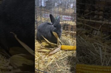 Rabbit eating corn #shorts #asmr #cute #rabbit #bunny