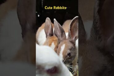 Cute Rabbits #cuteanimal #cute #mycuterabbit #cutepet #funny #cutebunny #bunny #anmals
