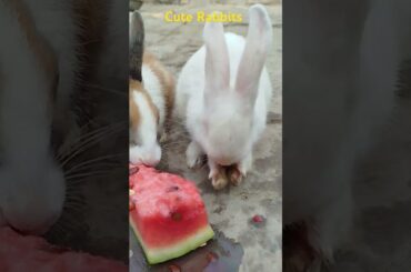Cute Rabbits #cuteanimal #cute #mycuterabbit #cutepet #funny #cutebunny #bunny #anmals #rabbitbreeds