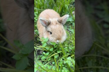 #rabbit #mycuterabbit #cute #bunny #animals #rabbitbreeds #funny #cuteanimals #happy