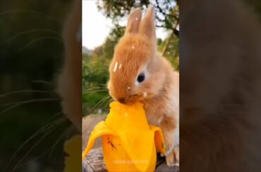 cute bunny rabbit eat yellow banana cute rabbit #rabbit #cute #bunny #funnybunny #cutebunny
