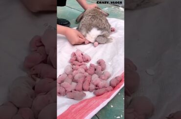 cute baby rabbit Rabbit giving birth to a baby.#khargosh #shortsviral #crazy vIogs#