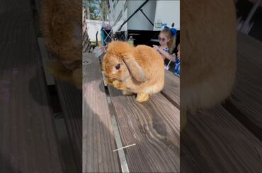 Cute bunny ( die with a smile song)