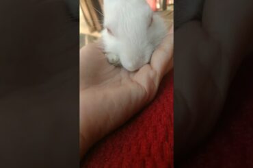 cute bunny| Cute Rabbit Video"# #rabbit