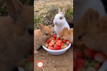 Group rabbits eat strawberries cute Rabbits. Little cute pets cute bunny rabbit quick #funnybunny