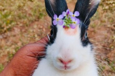 Cute Bunny going to enjoy the evening on Grassland