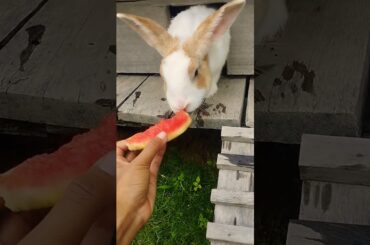 cute rabbit #rabbit #cute #pets #bunny #cuteanimals #youtube #shortsviral #shortsvideo