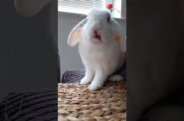 no one takes away Thors cookies! #cutebunny #funnybunny #bunny