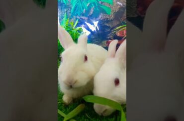 #rabbit #petrabbit #cute #bunny #houserabbit #animals  #rabbitlife #rabbitbreeds #cuteanimal