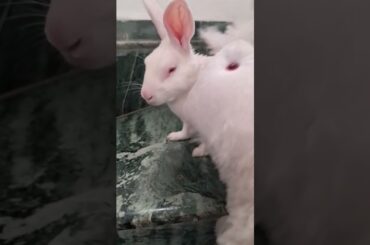 #rabbit #cute #bunny #funny #love#youtubeshorts#mycuterabbit#viralshotrs #viralreels #animal ##pets