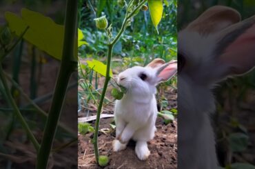 Cute Rabbit Enjoys Fresh Fruit Feast Adorable Bunny Eating Moments #vairalvideo #rabbit #cat #shorts