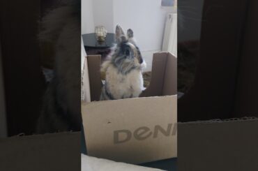 Cute rabbit in a box #shorts #cute #cuteanimals #cutebunny