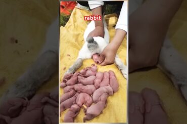 cute rabbit bunny giving birth #bunny #rabbit #trendingshorts #shorts