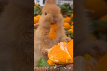 cute bunny #animals #lovers #shorts #youtubeshorts