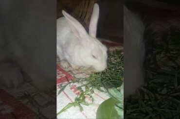 Baby rabbit growth up.           Rabbitfood#baby #pets