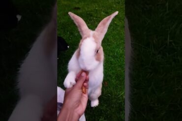#rabbit #pets #cute #bunny #cuteanimals #kelinci #kelincilucu #shortvideo #rabbitbreeds #pet