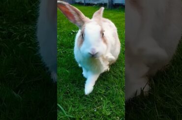 #rabbit #cute #funny #animals #cutebunny #shortvideo #rabbitbreeds #pet #bunny #mycuterabbit