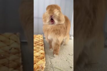 Omg Cute Bunny #amazing #wonderful #bunny #rabbit #shorts