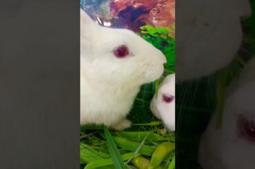 #rabbit #petrabbit #cute #bunny #houserabbit #animals  #rabbitlife #rabbitbreeds #cuteanimal