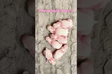 Throwback: Day 5 from Our Baby Bunnies! #rabbit #bunny #cutebabyfunny