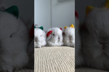 SMOLL RAINBOW #rabbitbreeds #petbunny #bunnylife #bunny #petrabbit #pets #mycuterabbit #pet #cute