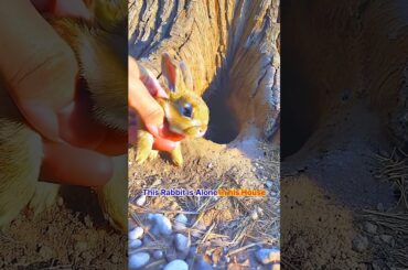 Rabbit Needs a Good House. What House You prefer For Bunny #cute #animalrescue #rabbitrescue