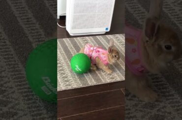 cute bunny #bunny #rabbitbreeds #rabbit #mycuterabbit #cute #pets #funny #animals #smartrabbits