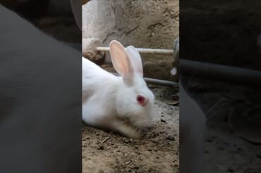 Rabbits stay their home in the ground #pet #bunny #animal #cute #rabbit #youtubeshorts #shorts